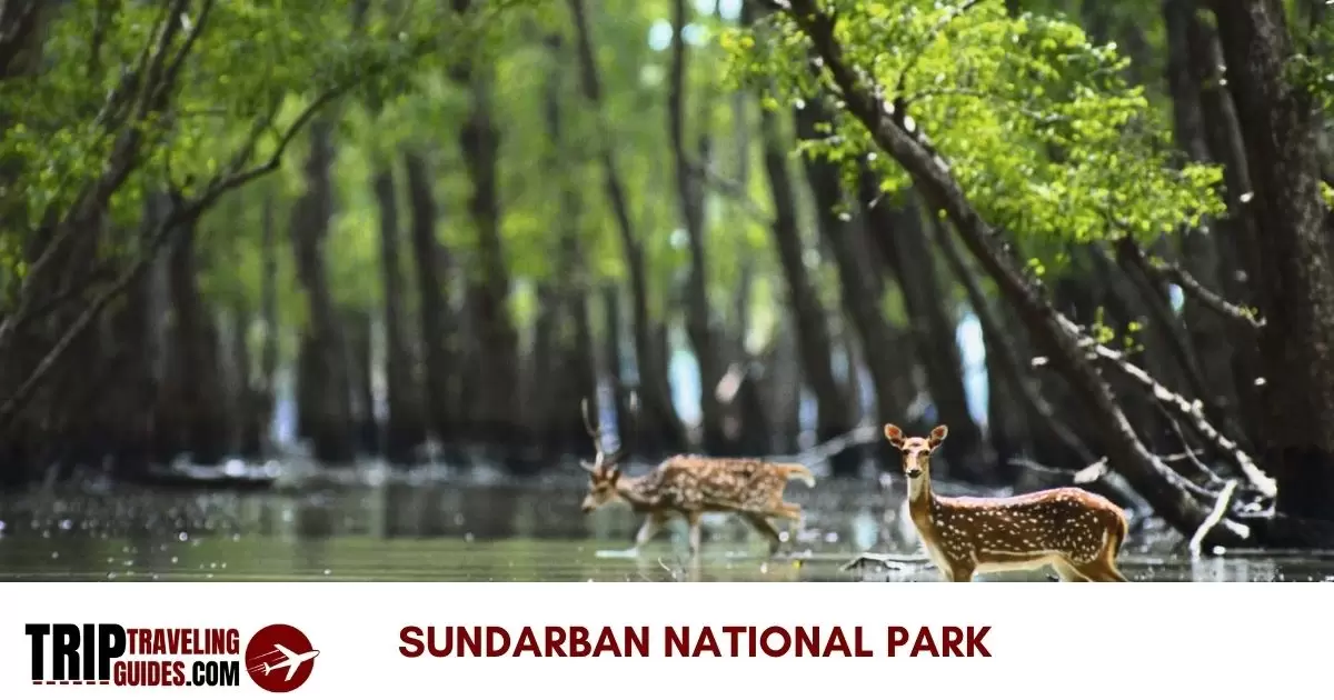 Sundarban National Park Entry Fee in 2024