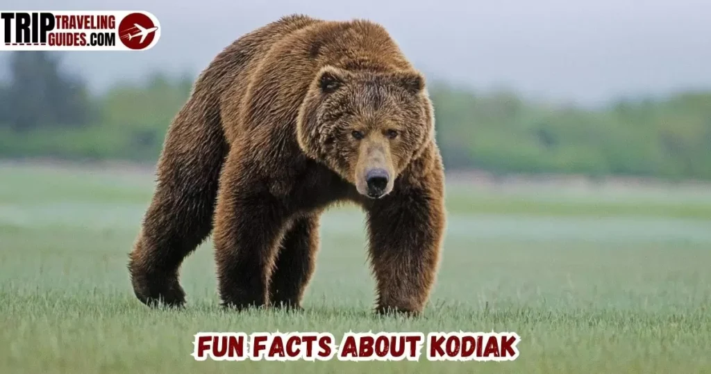 Fun Facts about Kodiak