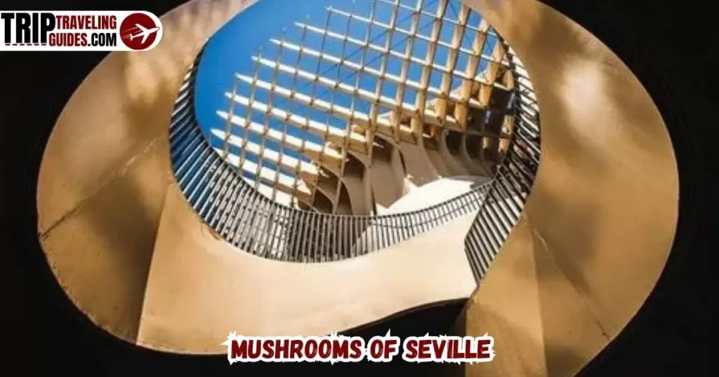 Mushrooms of Seville